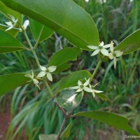 Cassipourea ceylanica (Gardner) Alston